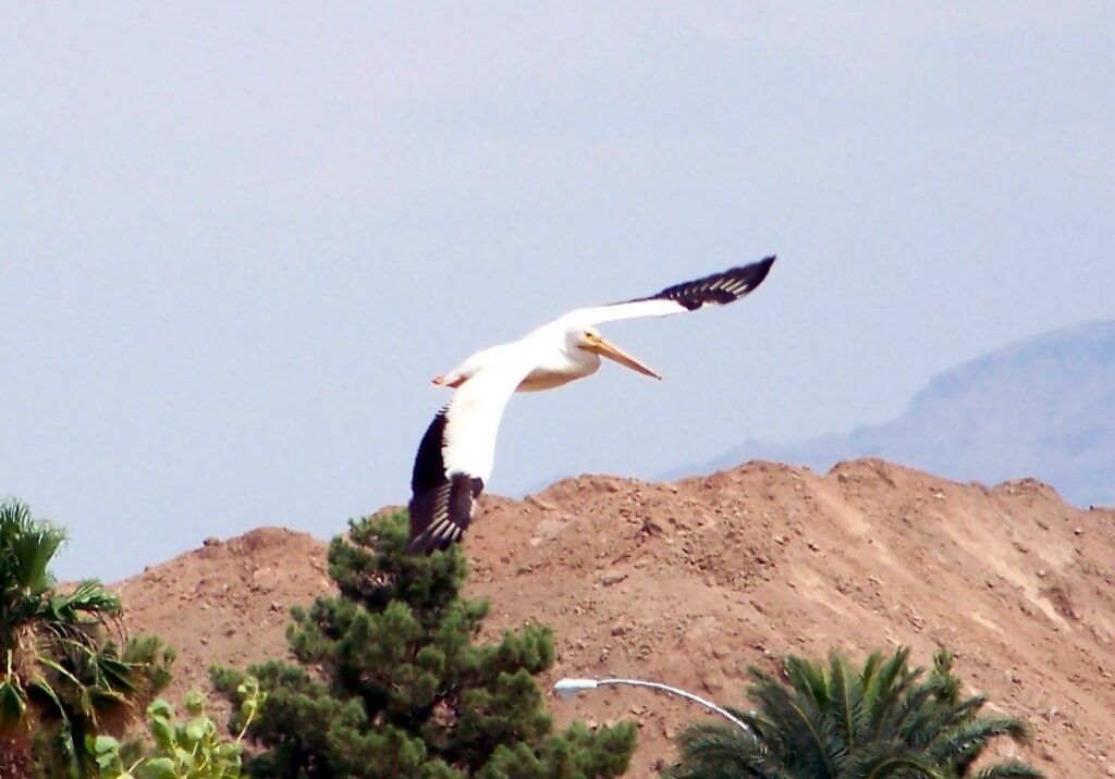 White Pelican flying at a low level