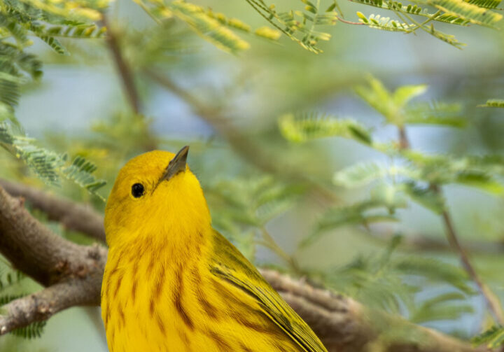 Yellow Warbler Harper