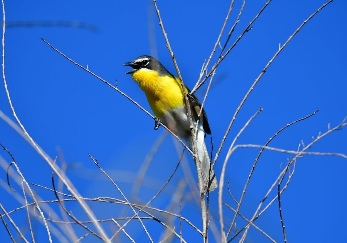 Yellow_breasted Chat Martini