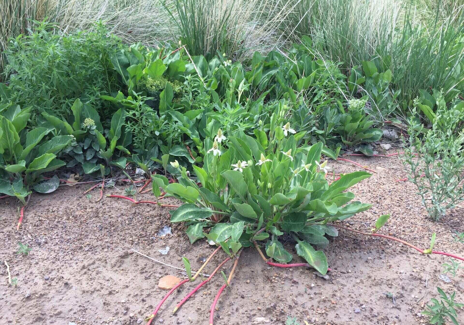 Green shrubs with long pink roots