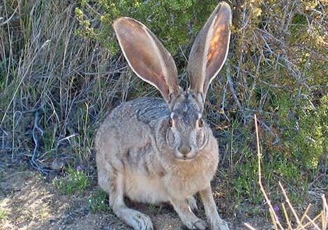 jackrabbit