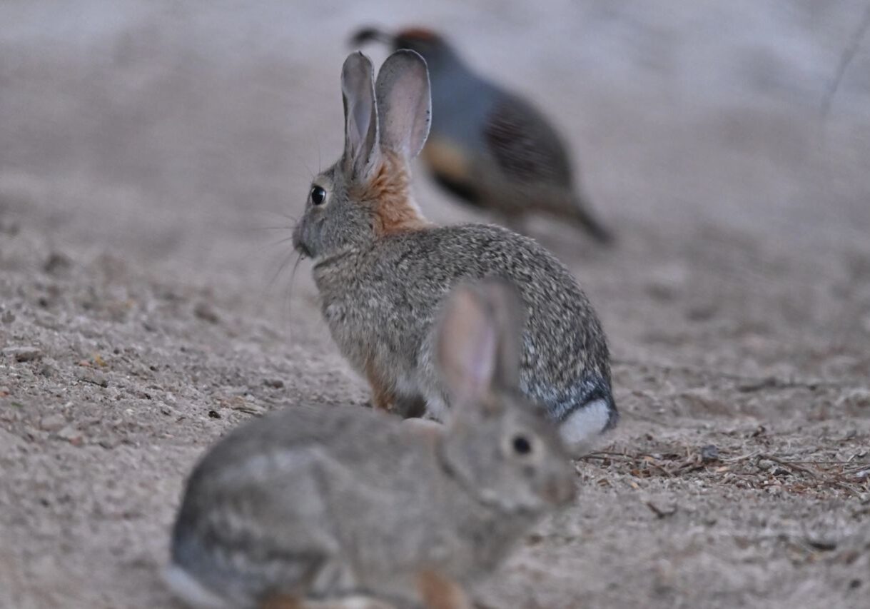 Wetlands Park Friends