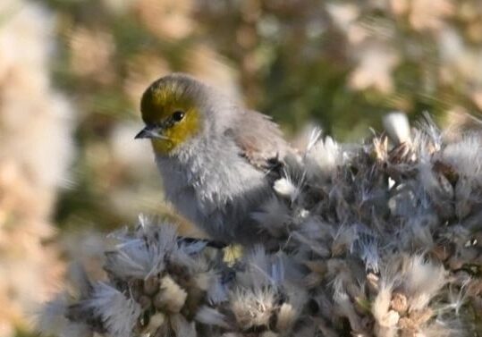 Wetlands Park Friends