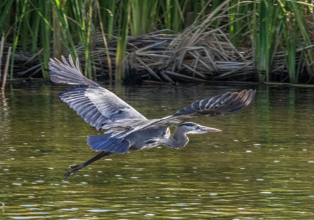 Wetlands Park Friends