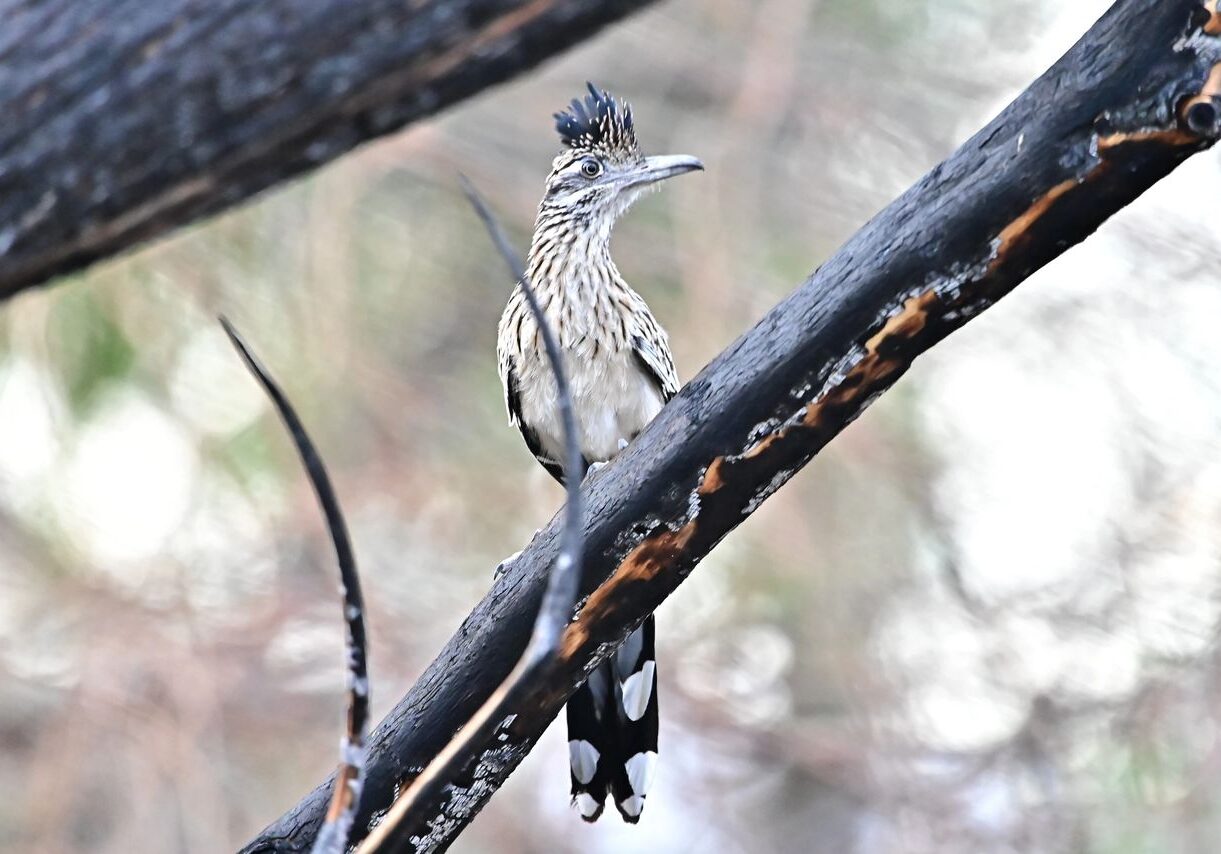Wetlands Park Friends