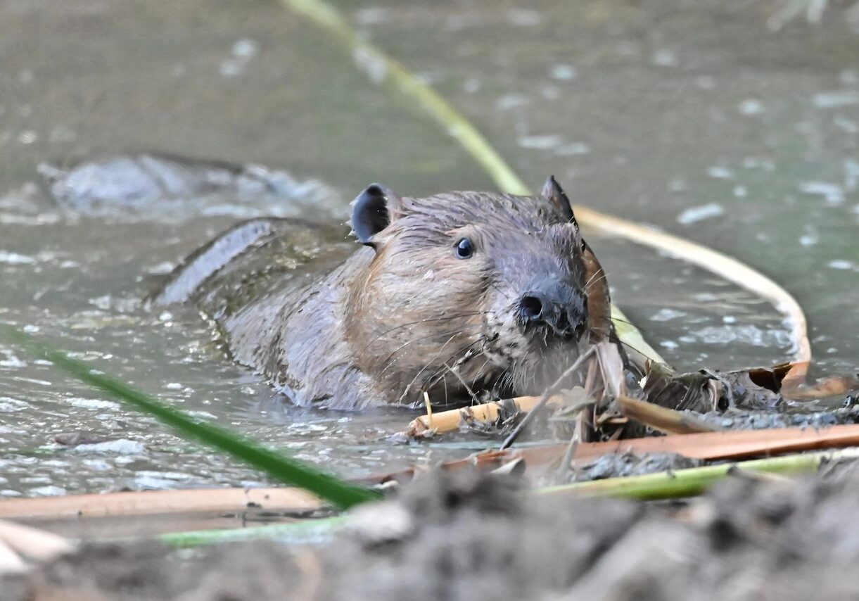 Wetlands Park Friends