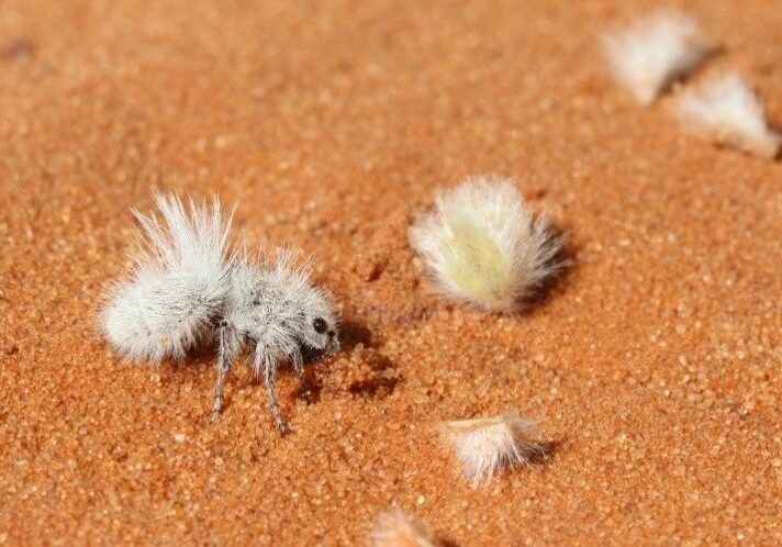 Wetlands Park Friends