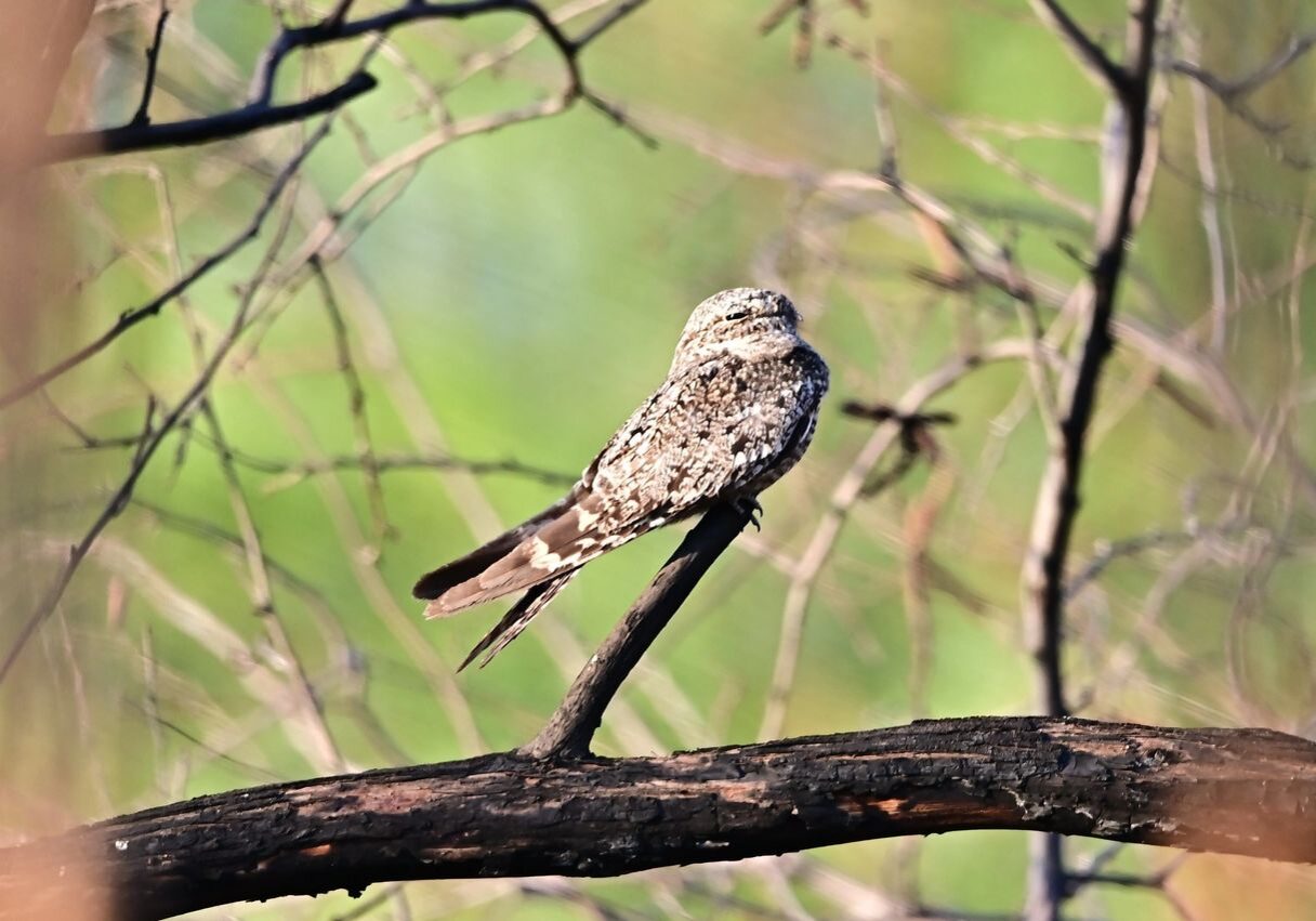 Wetlands Park Friends