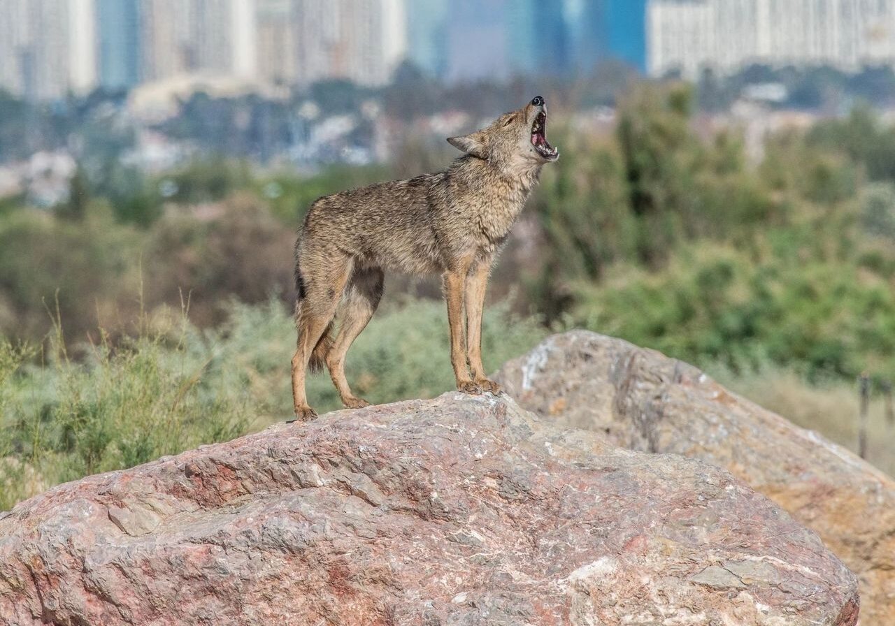 Wetlands Park Friends