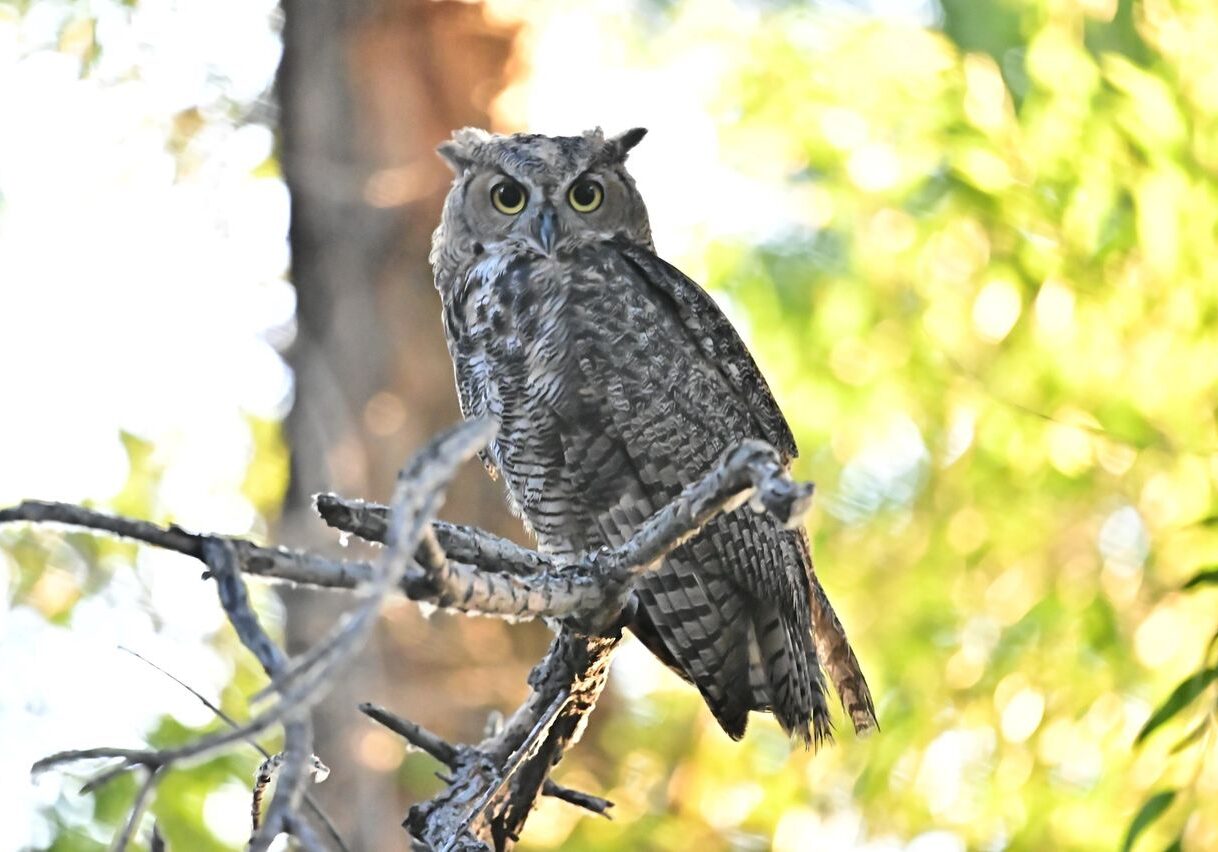 Wetlands Park Friends