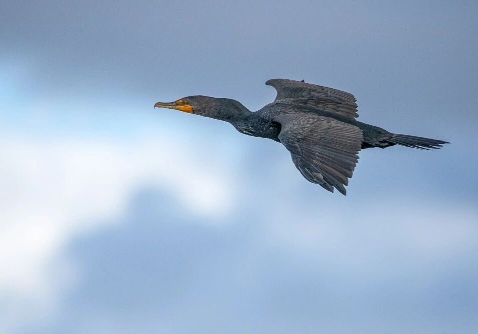 Wetlands Park Friends