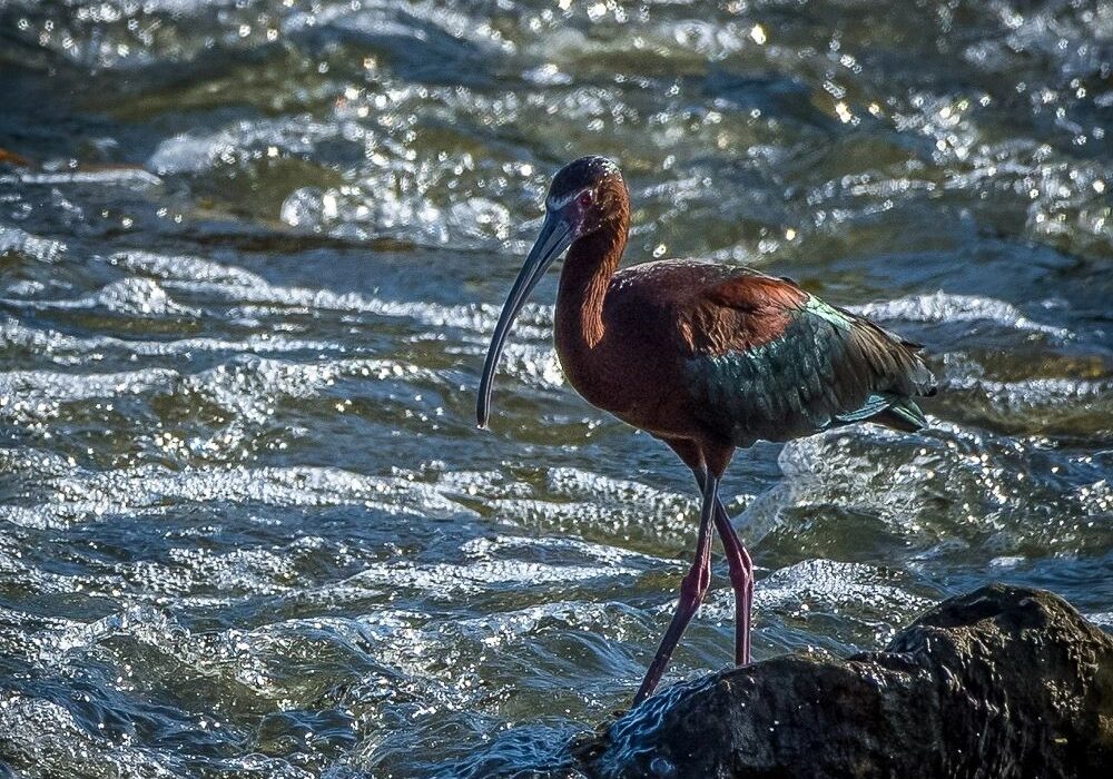 Wetlands Park Friends