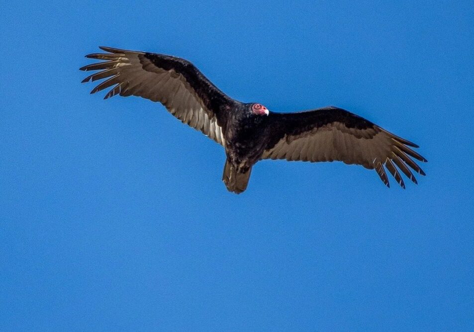Wetlands Park Friends
