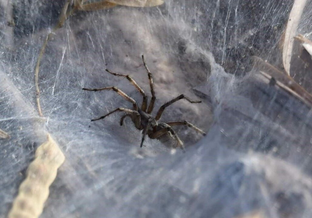 Wetlands Park Friends