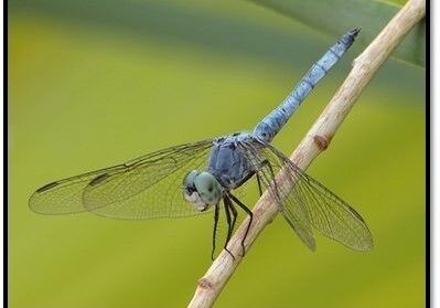 Wetlands Park Friends