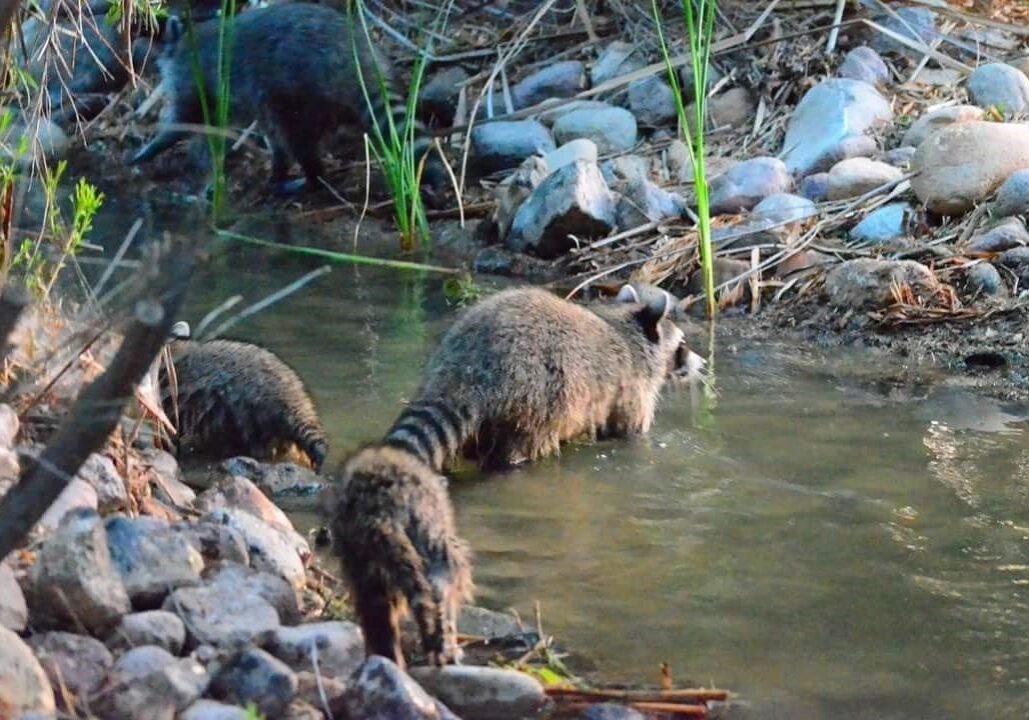 Wetlands Park Friends