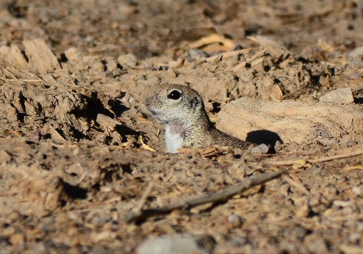Wetlands Park Friends