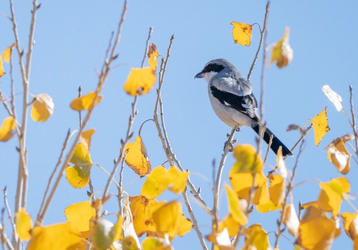 Wetlands Park Friends