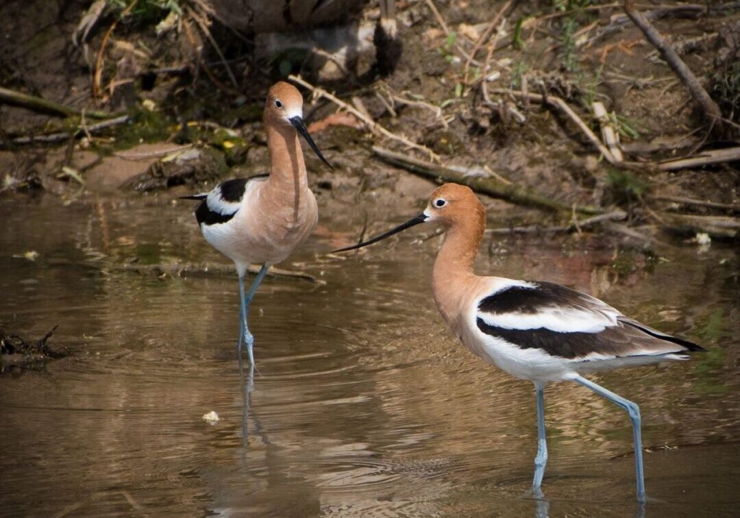 Wetlands Park Friends